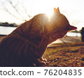 Regional cat 76204835