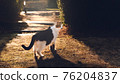 Regional cat 76204837