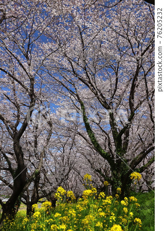 埼玉縣引紀郡吉見町櫻花公園的一排櫻花樹和油菜花 76205232
