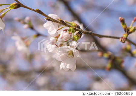 藍天和盛開的櫻花[大阪市天王寺區東小津公園] 76205699