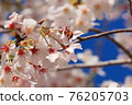 Sakura and a honey bee 76205703