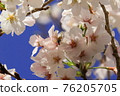 Cherry blossoms and bees 76205705
