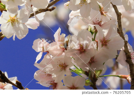 櫻花和蜜蜂 76205705