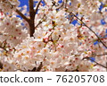 Cherry Blossoms	 76205708
