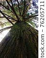 large tree  76205711