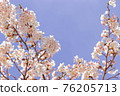 Cherry Blossoms	 76205713
