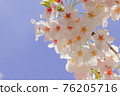 Cherry Blossoms	 76205716