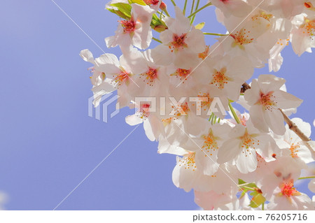 Cherry Blossoms	 76205716