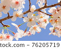 Cherry Blossoms	 76205719