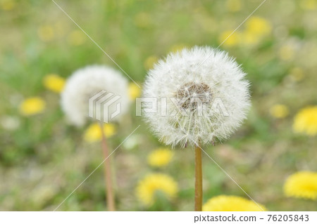 蒲公英絨毛＃7 76205843