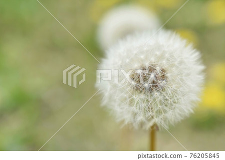 Dandelion fluff close up Dandelion fluff close up 76205845