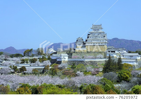 櫻花盛開姬路城堡 櫻花盛開姬路城堡 76205972