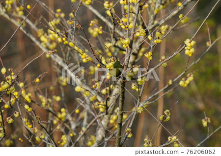 White-eyes and bulbuls eat the nectar of Japanese allspice that blooms in full bloom. White-eyes and bulbuls eat the nectar of Japanese allspice that blooms in full bloom. 76206062