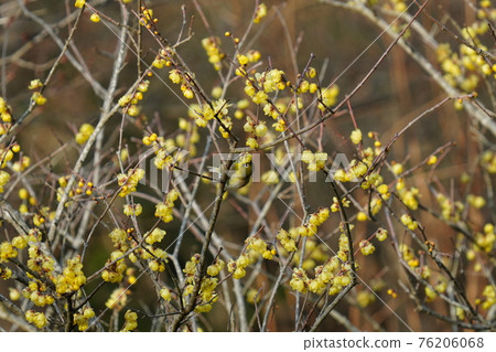White-eyes and bulbuls eat the nectar of Japanese allspice that blooms in full bloom. 76206068