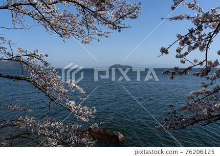 Chikubu Island on the lake seen from between the cherry blossoms in full bloom in Kaizu Osaki 76206125