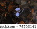 A frog with cherry blossom petals and stones? birth 76206141