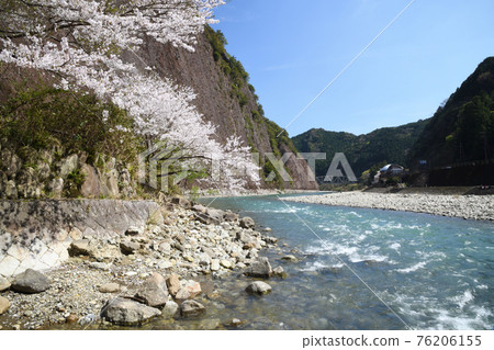 市井岩和古座川的櫻花 市井岩和古座川的櫻花 76206155