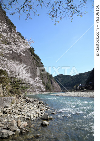 Ichimai-iwa and cherry blossoms on the Koza River 76206156