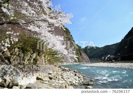 市井岩和古座川的櫻花 市井岩和古座川的櫻花 76206157
