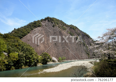 市井岩和古座川的櫻花 市井岩和古座川的櫻花 76206177