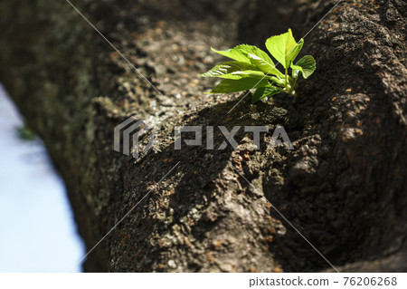 Body-blown cherry blossoms [Higashikozu Park, Tennoji-ku, Osaka] 76206268