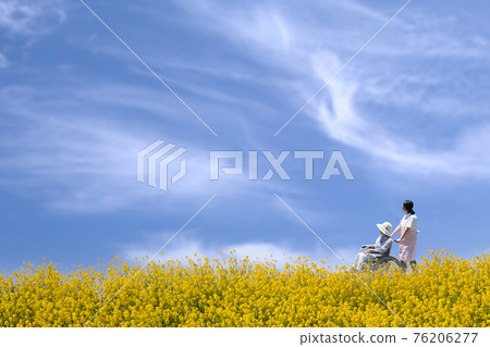 Two wheelchairs walking along a rape blossoming path Two wheelchairs walking along a rape blossoming path 76206277
