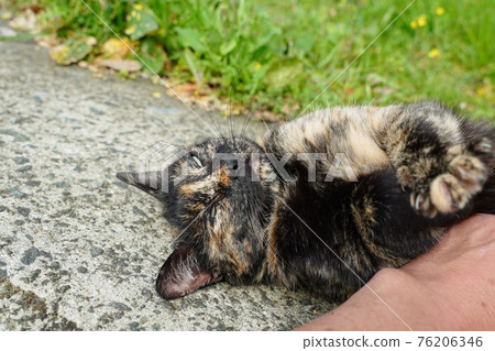 在油菜花背後打盹的鏽斑流浪貓，被邀請到溫暖開朗 76206346