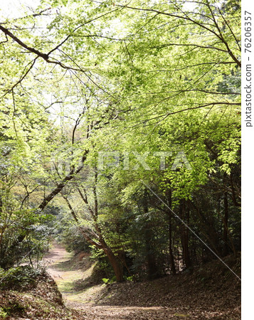 享受森林浴 享受森林浴 76206357