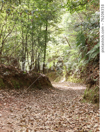 Stroll through the forest 76206358