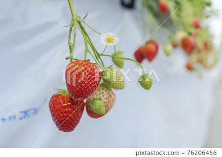 宮城縣山本市紅草莓水果之家草莓草莓採摘 76206456