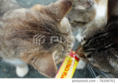 A stray cat with a tick behind his ear silently eats rice A stray cat with a tick behind his ear silently eats rice 76206761