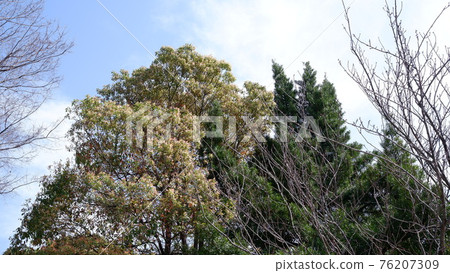 Forest Forest 76207309