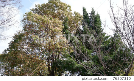 Forest Forest 76207310