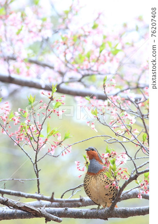 Jujube Jujube 76207408