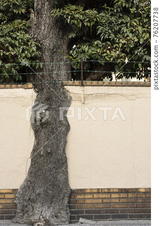 牆上繪的樹，須田地 76207738