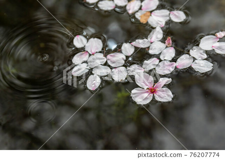 櫻花和花瓣漂浮在春天 76207774