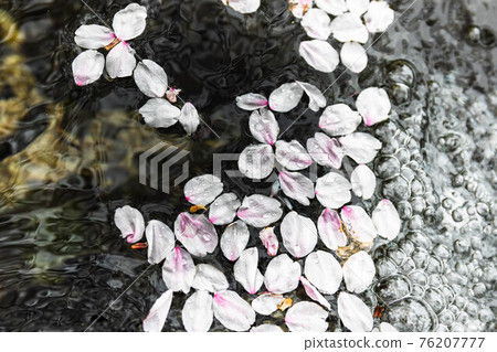 櫻花花瓣在泉水的泡泡中翩翩起舞 76207777