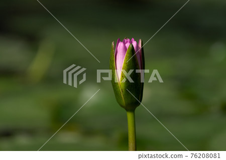 睡蓮芽 睡蓮芽 76208081
