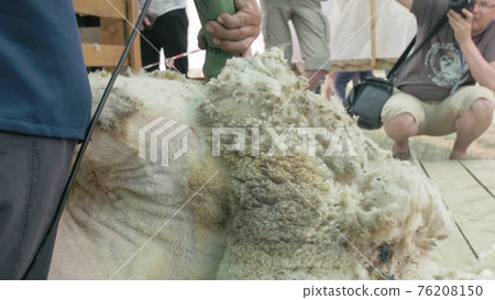 Men shearer shearing sheep at agricultural show in competition. Electric professional sheep manual hair clipper sheep cutting shearing machine. 76208150