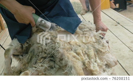 Men shearer shearing sheep at agricultural show in competition. Electric professional sheep manual hair clipper sheep cutting shearing machine. Men shearer shearing sheep at agricultural show in competition. Electric professional sheep manual hair clipper sheep cutting shearing machine. 76208151