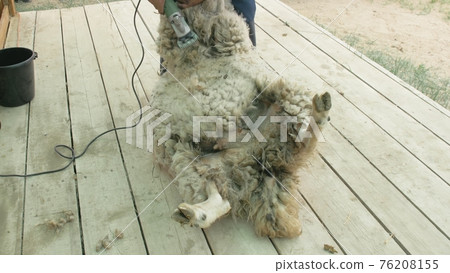 Men shearer shearing sheep at agricultural show in competition. Electric professional sheep manual hair clipper sheep cutting shearing machine. 76208155