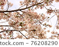 Sakura 18 76208290
