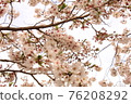 Sakura 19 76208292
