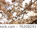 Sakura 20 76208293