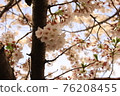 Sakura 39 76208455