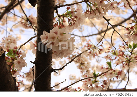 Sakura 39 Sakura 39 76208455