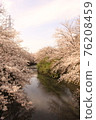 Sakura 31 76208459