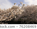 Sakura 36 76208469