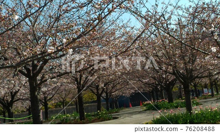 Yoshino cherry tree in full bloom soon in Sakura Square, Narashino City 76208488