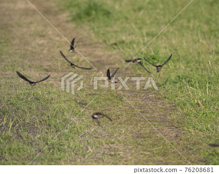 Swallows flying around to collect nest materials Swallows flying around to collect nest materials 76208681